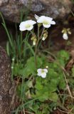 genus Saxifraga. Сщцветие. Алтай, Кош-Агачский р-н, Курайский хр., долина р. Тыдтуярык, каменистая осыпь. 13 июня 2022 г.