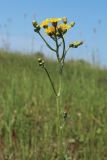 Crepis biennis. Верхушка цветущего растения. Беларусь, Витебская обл., южн. окр. пос. Езерище, выкашиваемый суходольный луг. 19.06.2023.