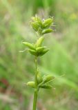 Carex loliacea. Соцветие. Окр. Архангельска, под ЛЭП. 15.06.2011.