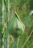 Tragopogon pratensis