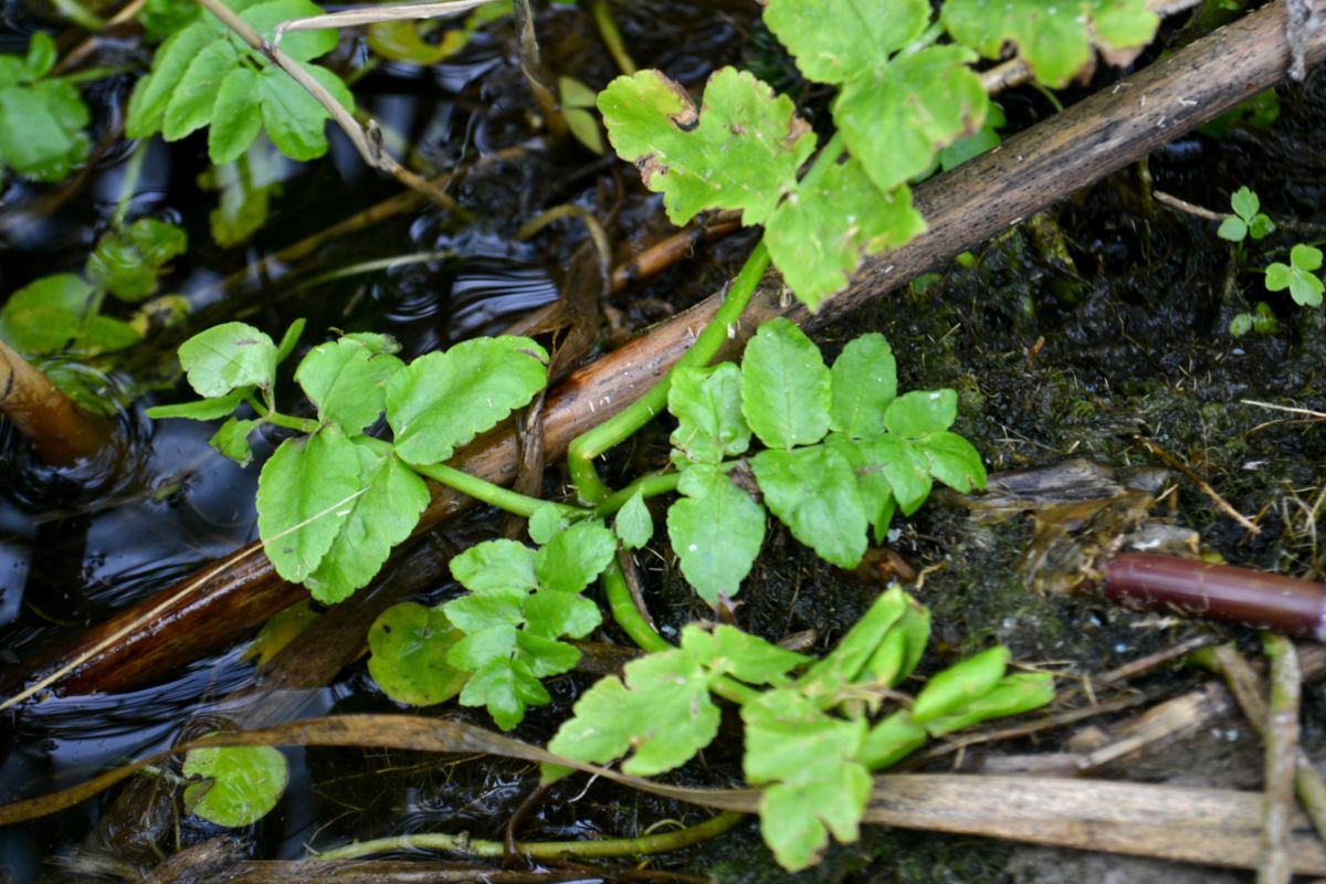 Изображение особи Sium latifolium.