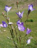 Campanula stevenii