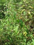 Persicaria lapathifolia