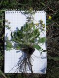 Potentilla humifusa