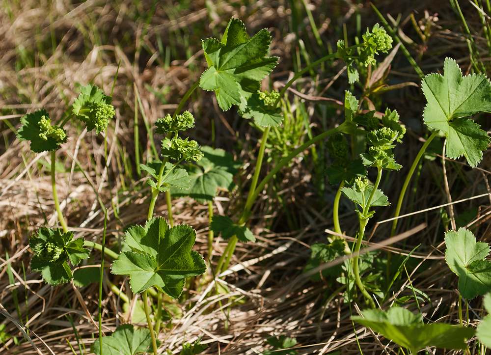 Изображение особи Alchemilla glabricaulis.