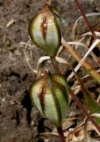 Tulipa tarda