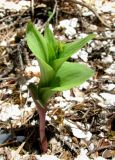 Epipactis atrorubens