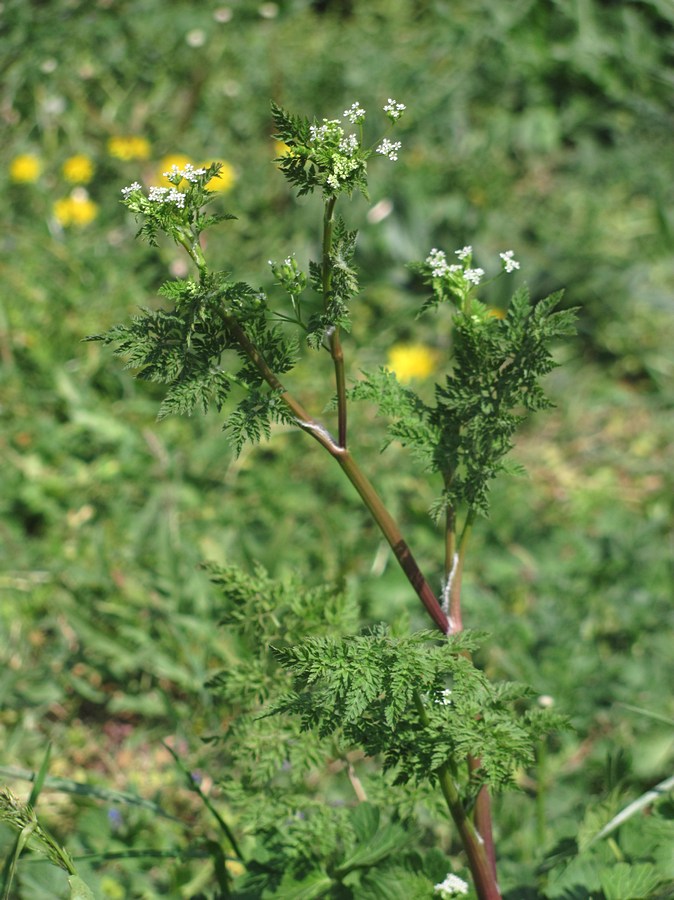 Изображение особи Anthriscus caucalis.