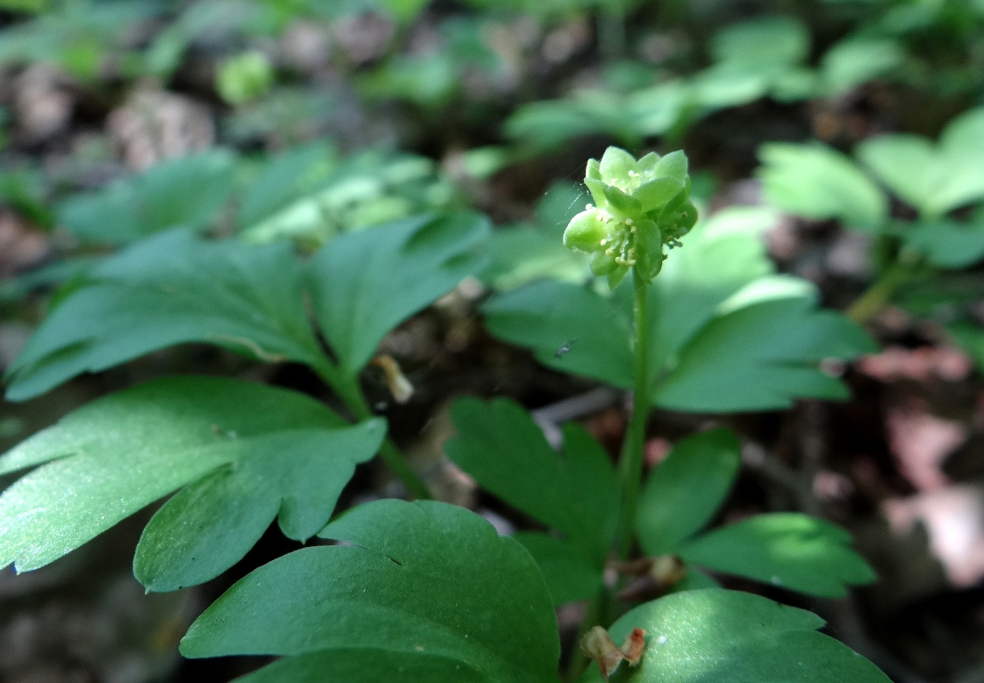 Изображение особи Adoxa moschatellina.