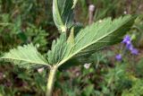 Veronica teucrium