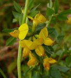 Lotus corniculatus. Соцветие. Мурманская область, Североморский район. Газон. Начало октября.