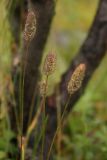 Phleum alpinum