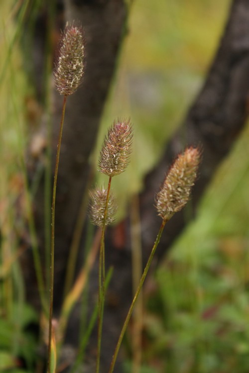 Изображение особи Phleum alpinum.