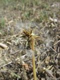 Taraxacum hybernum