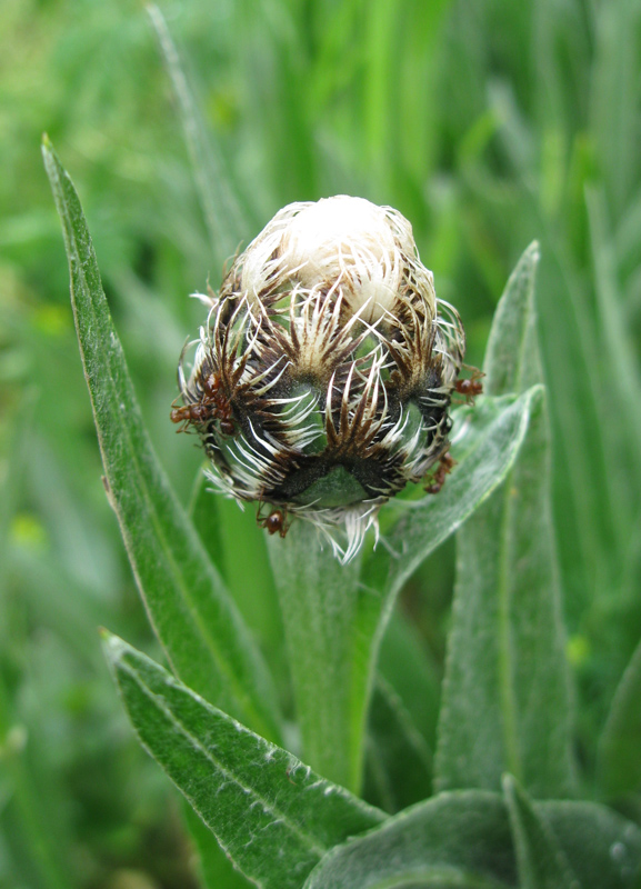 Изображение особи Centaurea triumfettii.