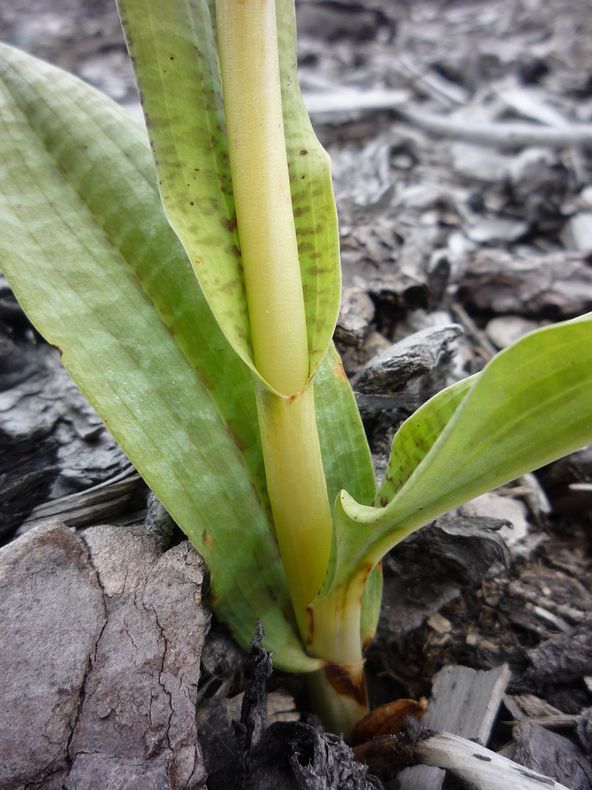 Изображение особи Dactylorhiza maculata.