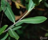 Bupleurum fruticosum