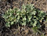 Potentilla acaulis. Плодоносящее растение. Иркутская обл., Ольхонский р-н, побережье Малого Моря (оз. Байкал), окр. мыса Улан-Хан, сухой луг. 11.07.2015.