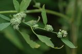 Chenopodium album. Побег с соплодиями. Ленинградская обл., Всеволожский р-н, окр. пос. Куйвози, садоводство. 05.09.2015.