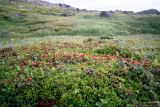 Rubus chamaemorus. Куртина плодоносящих растений среди вороники на торфяных кочках посреди болотины. Кольский п-ов, Восточный Мурман, окр. Дальние Зеленцы. Август 2005 г.