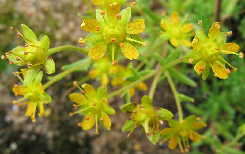 Изображение особи Saxifraga aizoides.