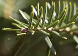 Abies cephalonica