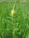 Pedicularis kaufmannii. Цветущее растение. Нижегородская обл., Починковский р-н, окр. с. Новоспасское, правый берег р. Рудня, ур. Кожекладка, луг в основании открытых склонов. 6 июня 2015 г.