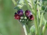 Cynoglossum officinale. Части побегов с соцветием. Иркутская обл., Усольский р-н, окр. с. Тельма, луг. 22.06.2016.