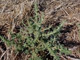 Amaranthus albus