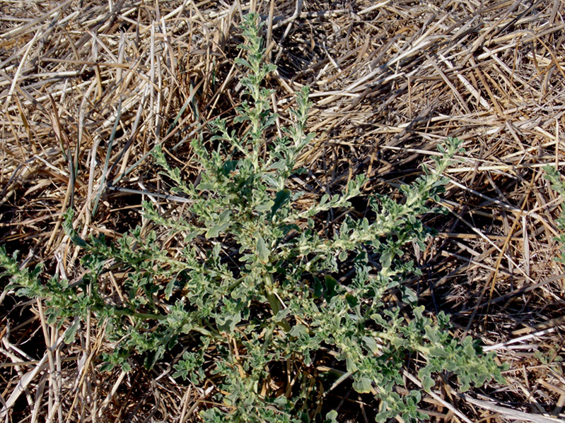 Изображение особи Amaranthus albus.