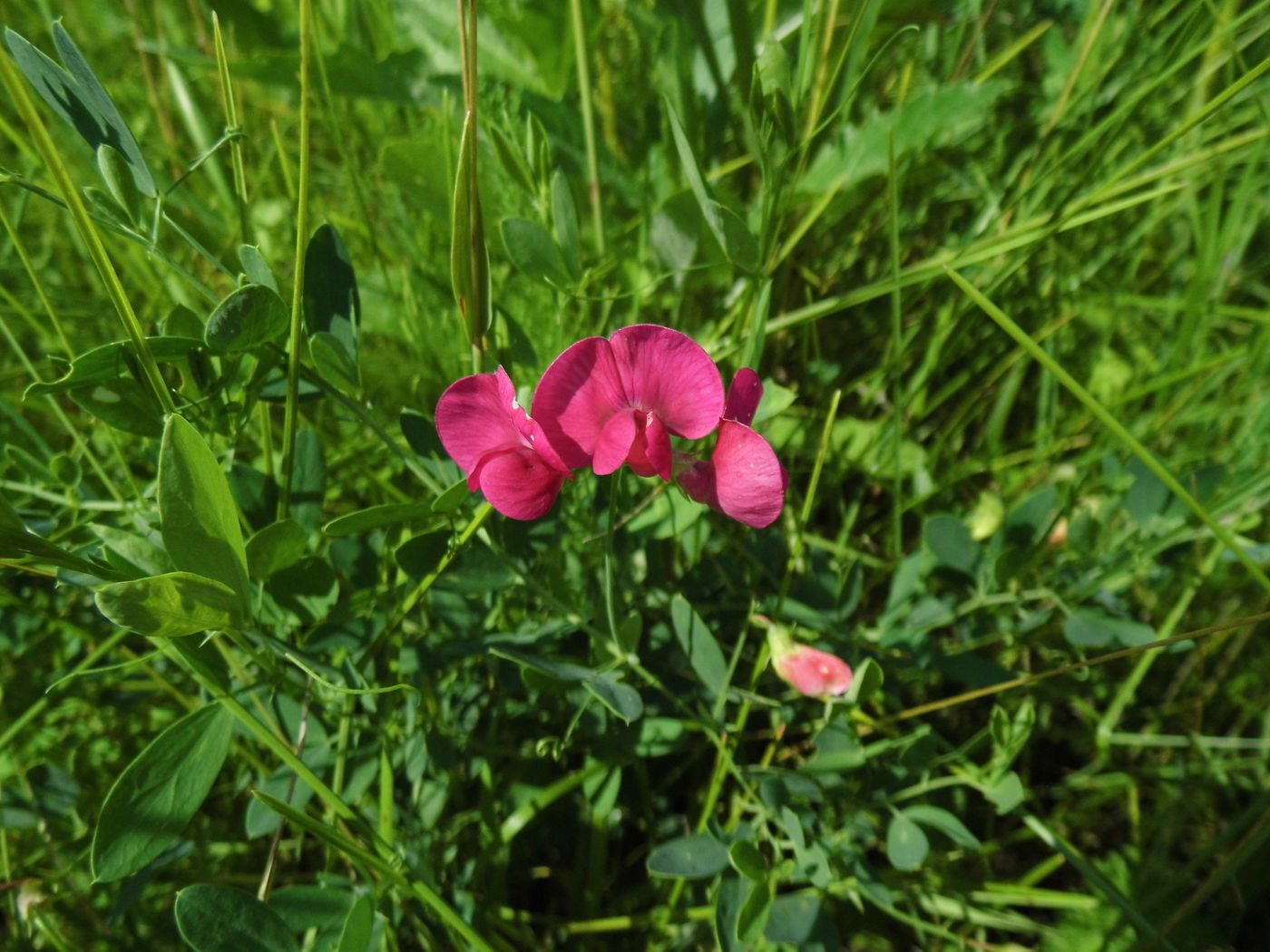 Изображение особи Lathyrus tuberosus.