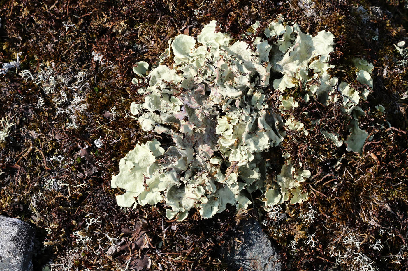 Image of Nephroma arcticum specimen.