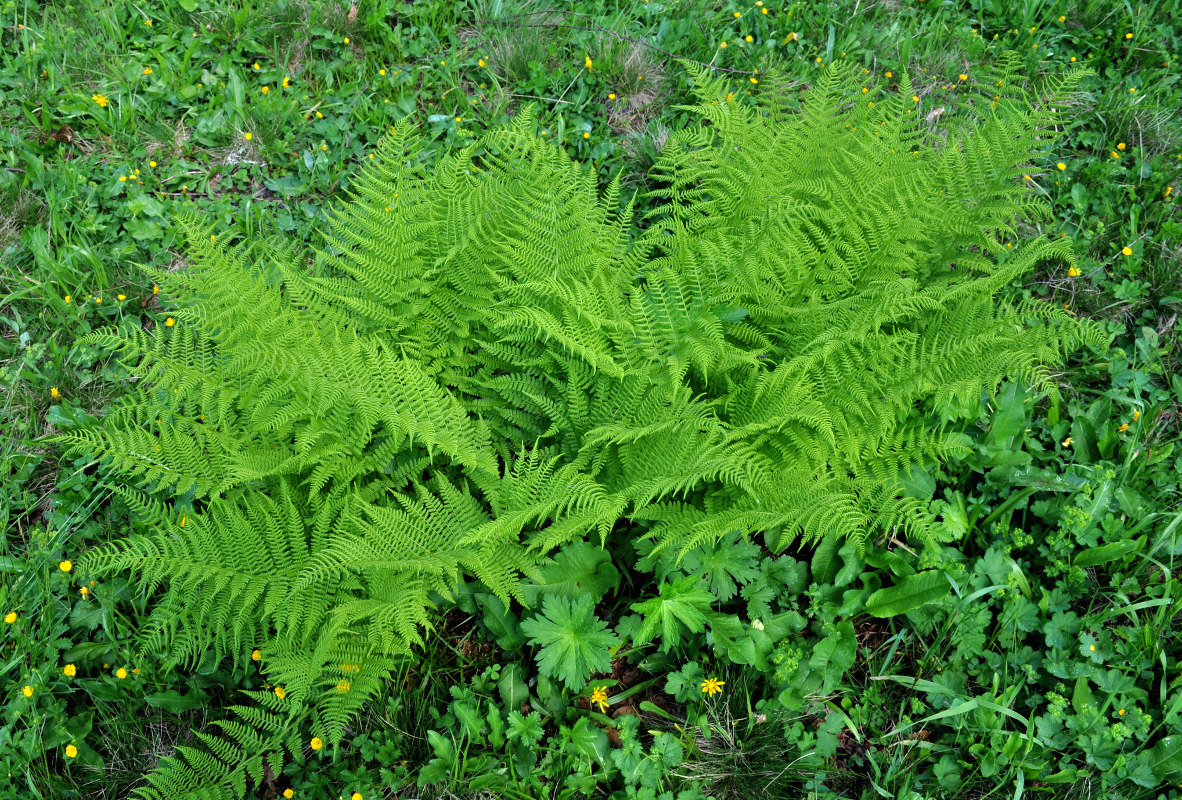 Изображение особи Athyrium distentifolium.