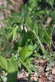 Polygonatum glaberrimum