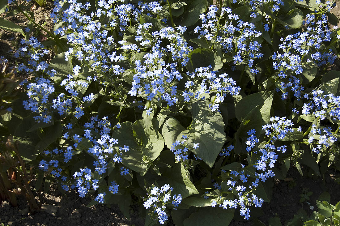 Изображение особи Brunnera sibirica.