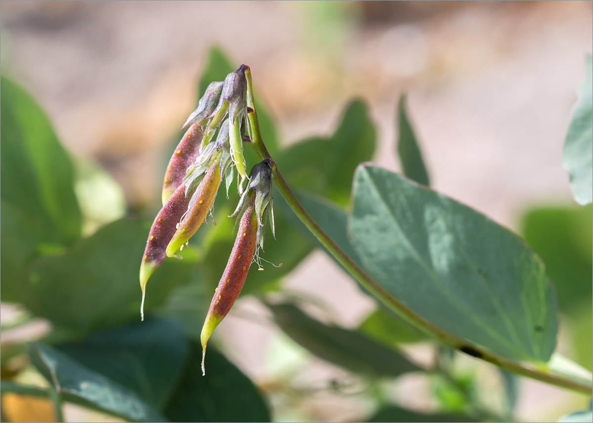 Изображение особи Lathyrus japonicus ssp. maritimus.