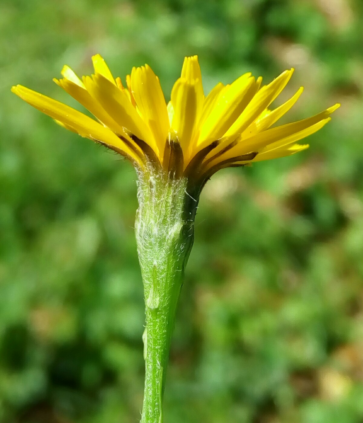 Изображение особи Scorzoneroides autumnalis.