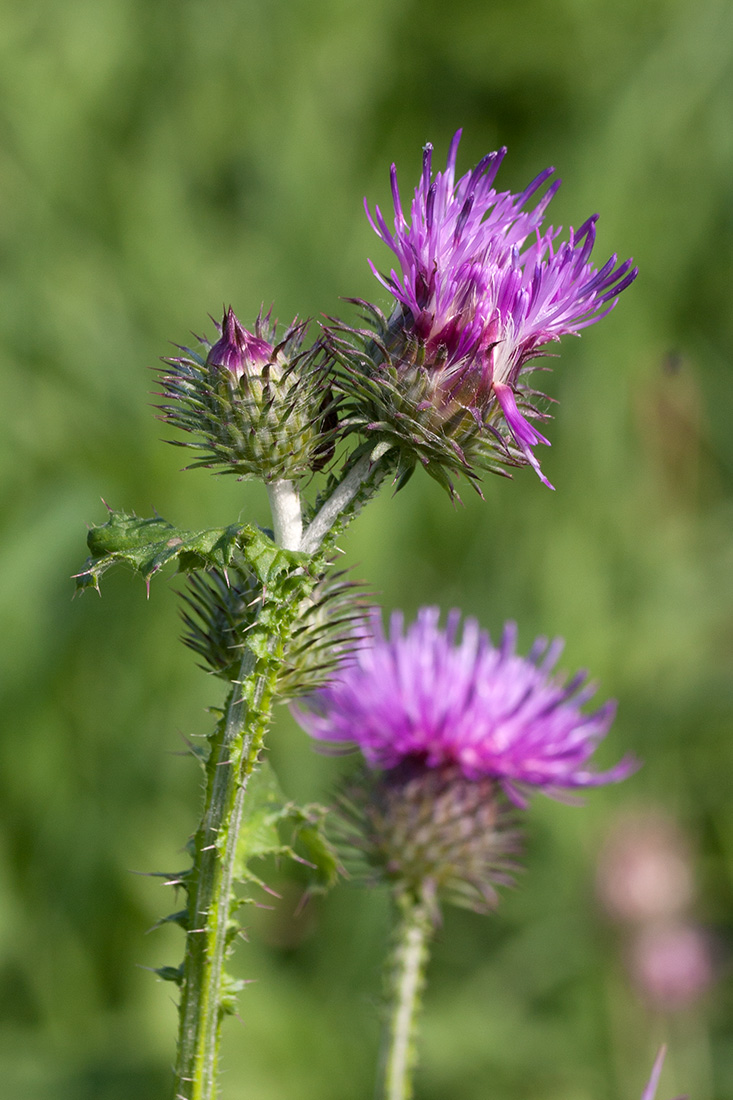 Изображение особи Carduus crispus.