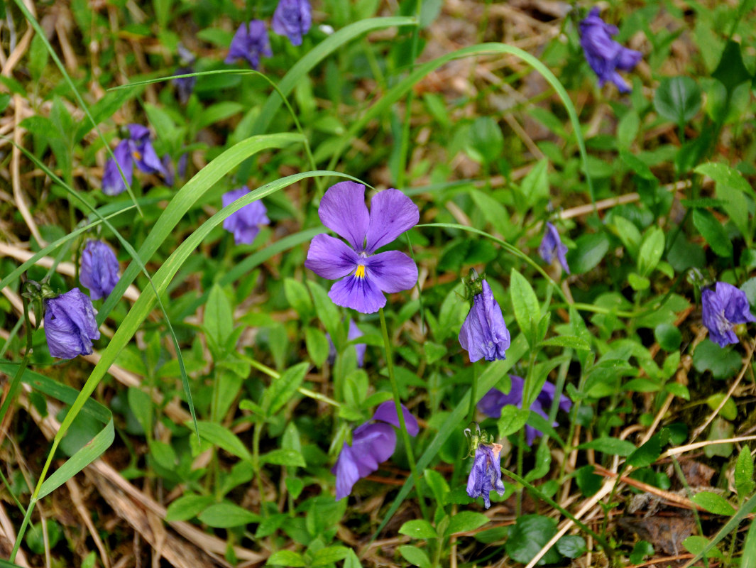 Изображение особи Viola altaica.