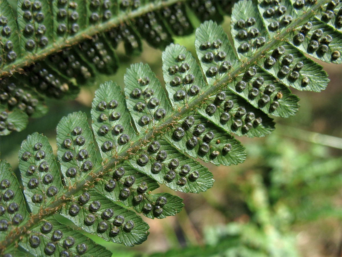 Изображение особи Dryopteris affinis.