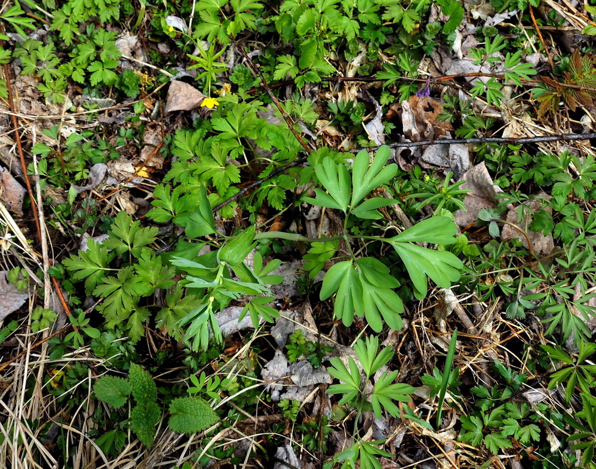 Изображение особи Corydalis talpina.