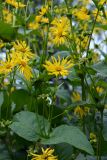 Silphium perfoliatum