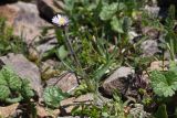 Erigeron lachnocephalus. Цветущее растение. Кыргызстан, Чуйская обл., Таласский хр., перевал Алабель, ≈ 3200 м н.у.м., альпийский луг в истоках р. Чичкан. 15.07.2019.