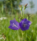 Campanula persicifolia. Верхушка побега с цветками и завязями. Пермский край, Кунгурский р-н, левый берег р. Шаква в р-не моста на Рыжково, разнотравный луг. 27 июля 2019 г.