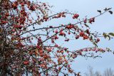 Malus prunifolia. Ветви с плодами после облетания листьев. Санкт-Петербург, Старый Петергоф, парк \"Сергиевка\", в культуре. 20.10.2019.