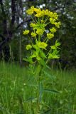 Euphorbia iberica