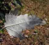 Populus alba. Лист (оборотная сторона) с личинками тли. Пермский край, г. Пермь, Ленинский р-н, городская эспланада, сквер, в озеленении. 06.07.2020.