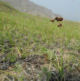 Carex sabulosa