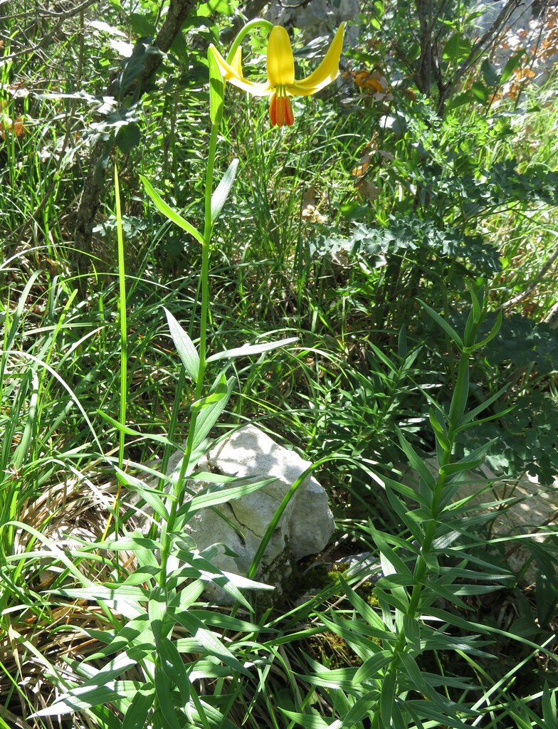 Изображение особи Lilium bosniacum.