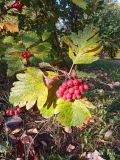 Sorbus caucasica